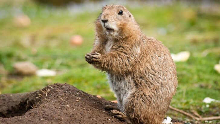 10 Facts About Prairie Dogs Not Everyone Knows