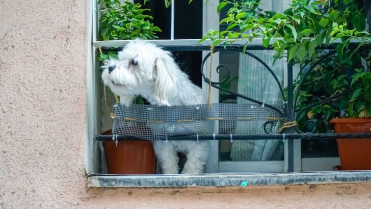 Essential Strategies for Thriving with Dogs in Small Apartments