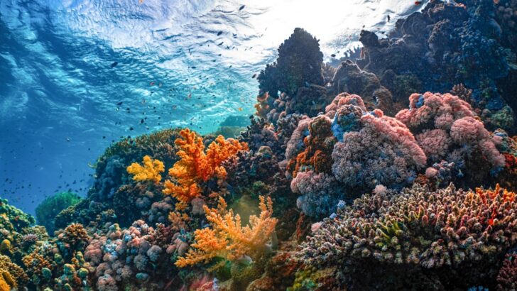 Tea Pollen Sunscreen Promises Sun Protection Without Harming Coral Reefs