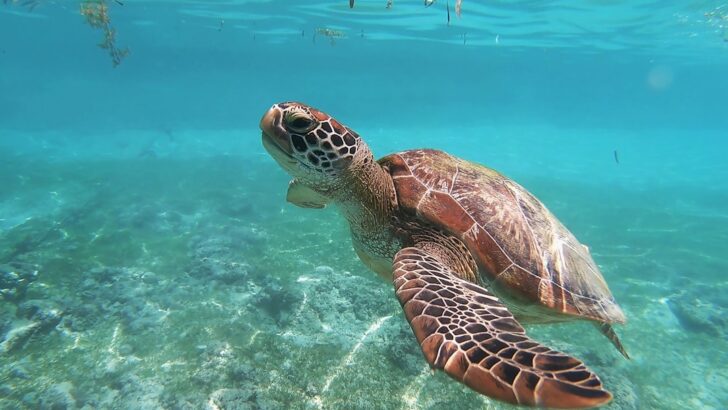How Simple Solar Lights Are Helping Sea Turtles Escape Deadly Fishing Nets