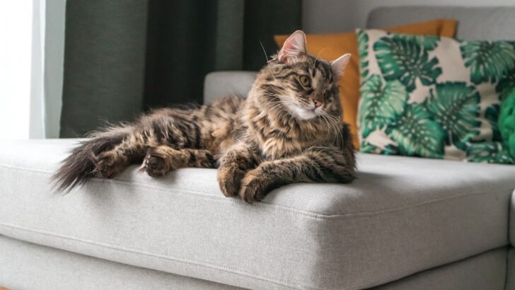 How to Safely Transition Your Cat to Raw Food