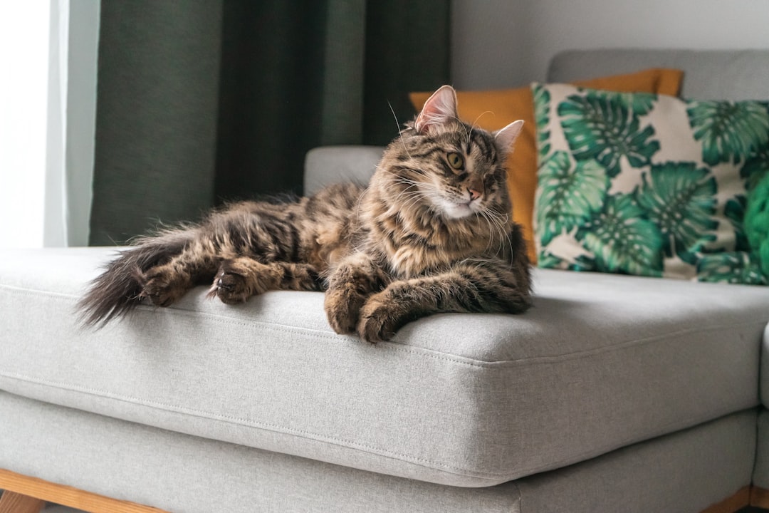 How to safely transition your cat to a raw diet