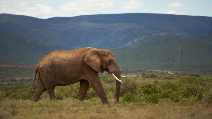 How Ethical Wildlife Tourism Can Protect Animals and Travelers Alike