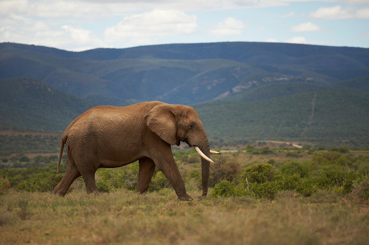 What Is Ethical Wildlife Tourism (and How to Do It Right)?