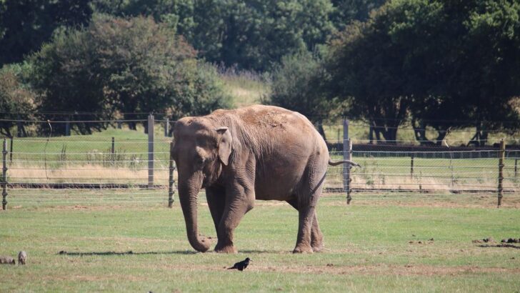 Blind Elephant Discovers Heartwarming Friendship with Baby Calf at Thai Sanctuary