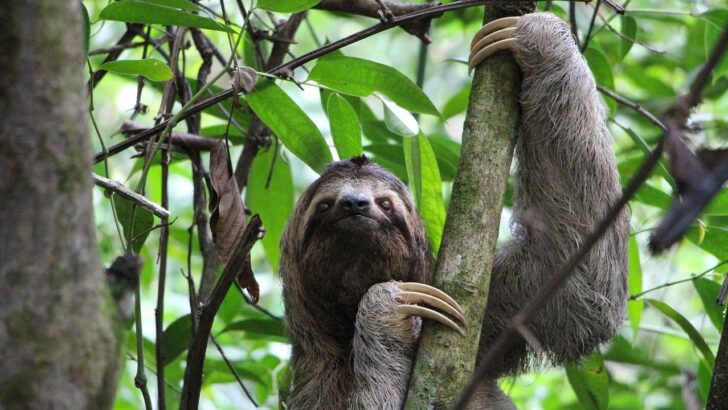 Two Sloths Rescued from Power Line Peril by Venezuelan Wildlife Heroes