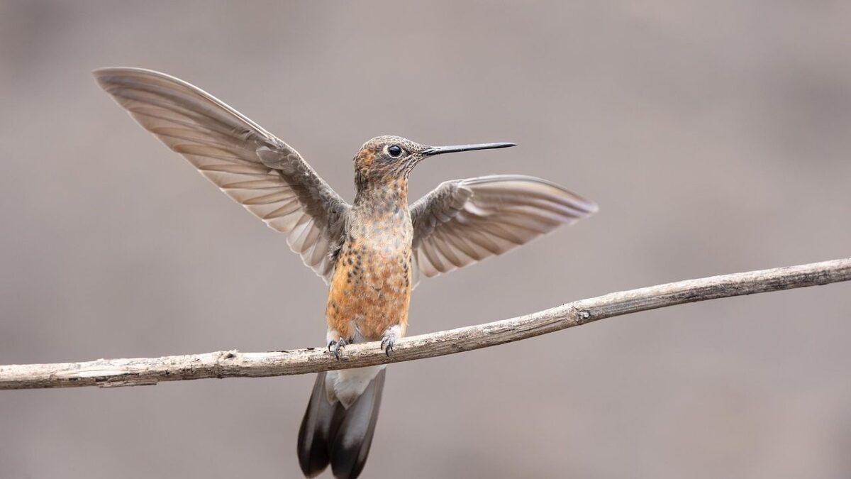 Woman's Four-Hour Ordeal Brings Dehydrated Hummingbird Back from Brink of Death
