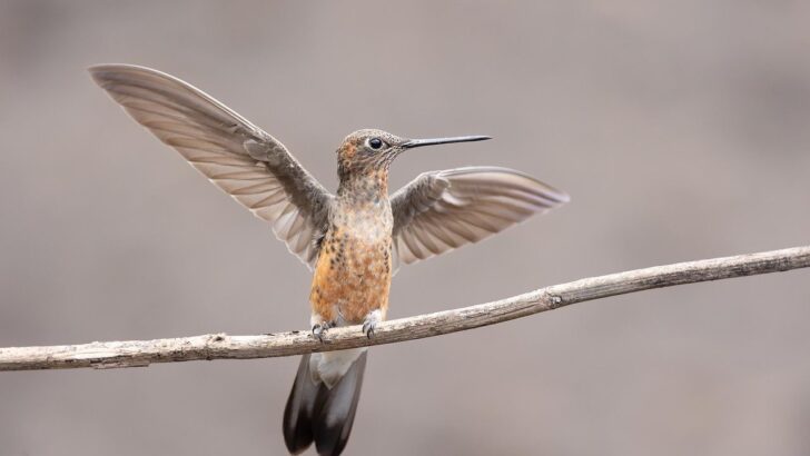 Woman’s Four-Hour Care Brings Dehydrated Hummingbird Back from Brink of Death