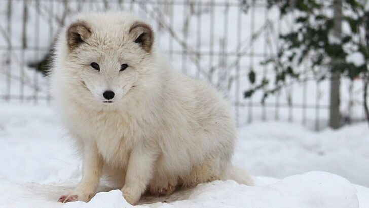 6 Fascinating Facts About The Arctic Fox