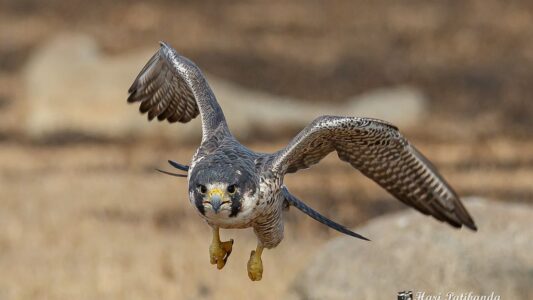 8 Peregrine Falcon Facts That Will Blow Your Mind