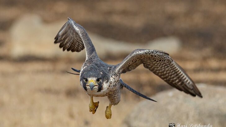 8 Peregrine Falcon Facts That Will Blow Your Mind