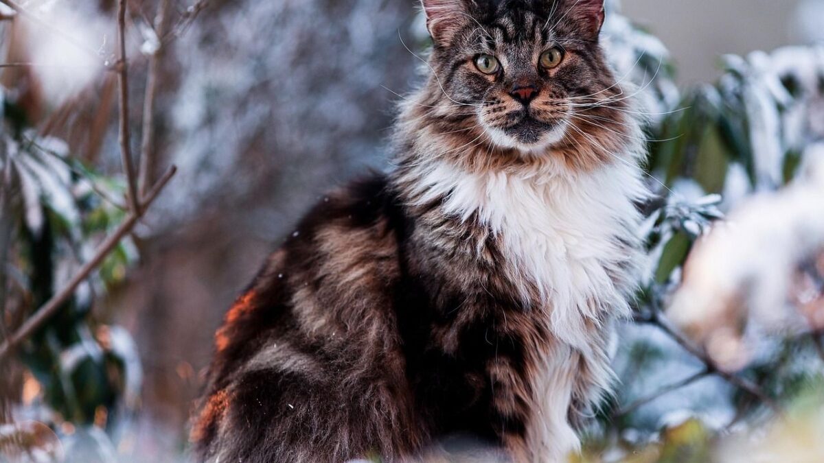 The Zodiac Signs Most Likely To Bond With Maine Coon Cats