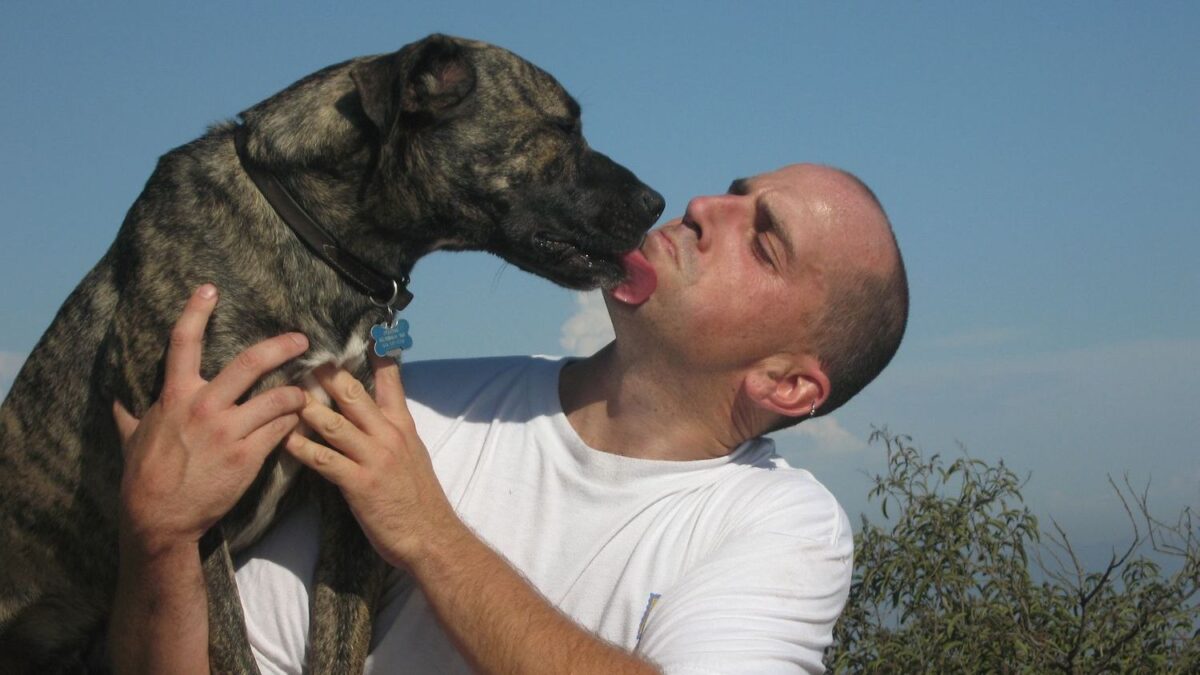 Which Zodiac Signs Would Choose Pit Bull For Their Pet