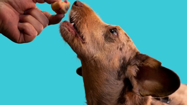 Top Dog Foods for Joint Health to Enhance Mobility