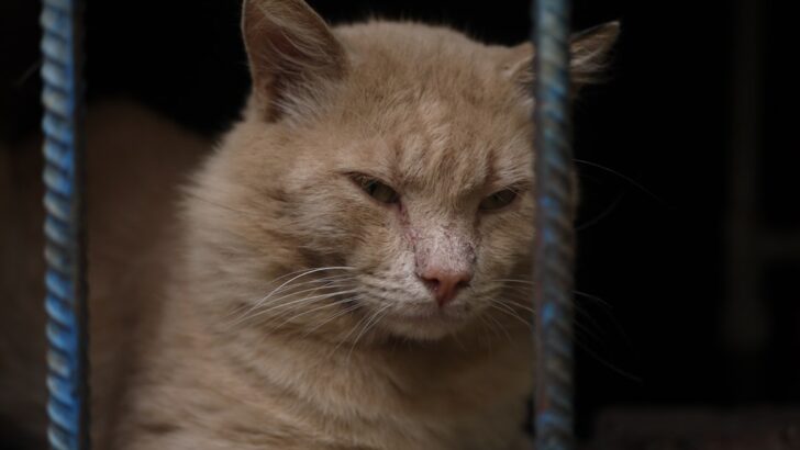 54 Cats Freed from New York Hoarding Ordeal, Embarking on Road to Recovery