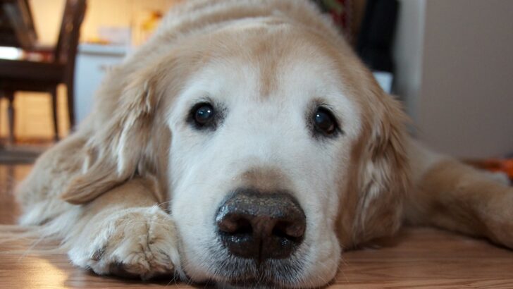 Home Adjustments to Ease Arthritis Pain in Dogs
