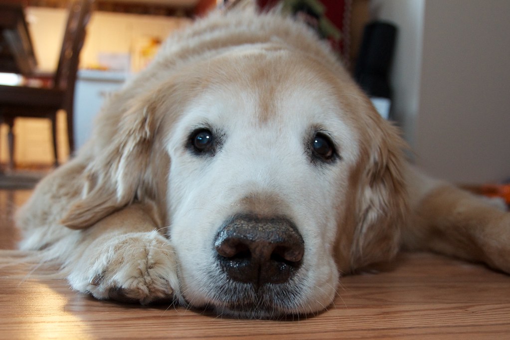 How to Help a Dog With Arthritis at Home (10 Changes to Reduce Pain)