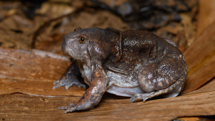 This Squishy Frog Thrives Where Most Animals Would Suffocate