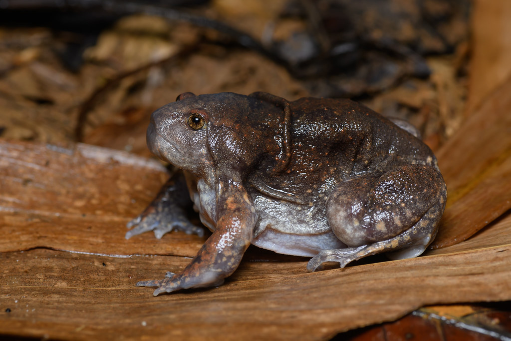 This Squishy Little Animal Looks Fake - But It’s 100% Real