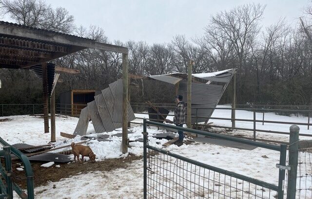 Severe Snowstorm Ravages Horse Shelter in Texas, Prompting Urgent Rebuild Efforts