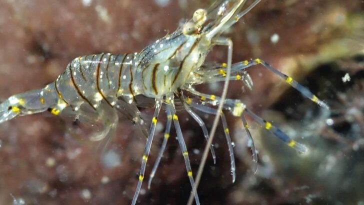 Diver’s Serendipitous Bond with Wild Prawn Captivates Marine World