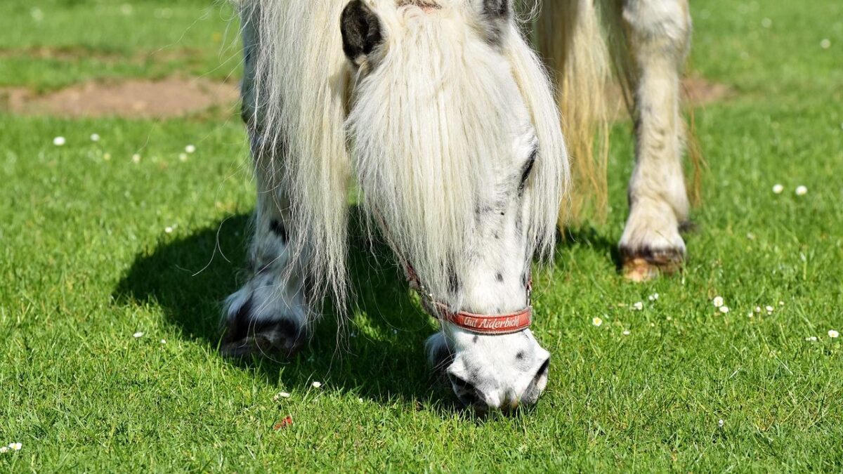 Tiny Underbite Horse Tubby Discovers Boundless Joy with Golden Retriever Siblings at R&R Ranch