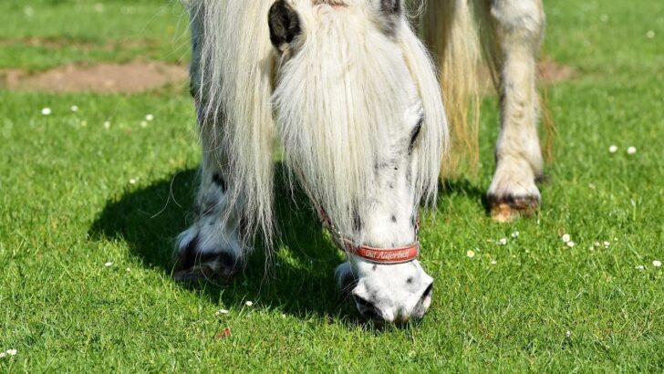 Tiny Horse with an Underbite Found a Happy Home With Golden Retriever Siblings