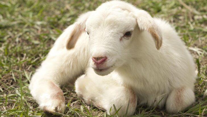 Once Abandoned This Baby Lamb Beats a Brutal Fate and Finds Hope