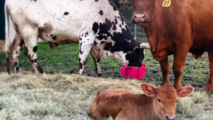 Cow Soulmates Get Saved from Auction Just in Time To Have Their Baby