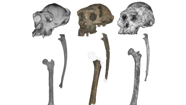 An Ancient Hominin May Rewrite the Timeline of Human Walking