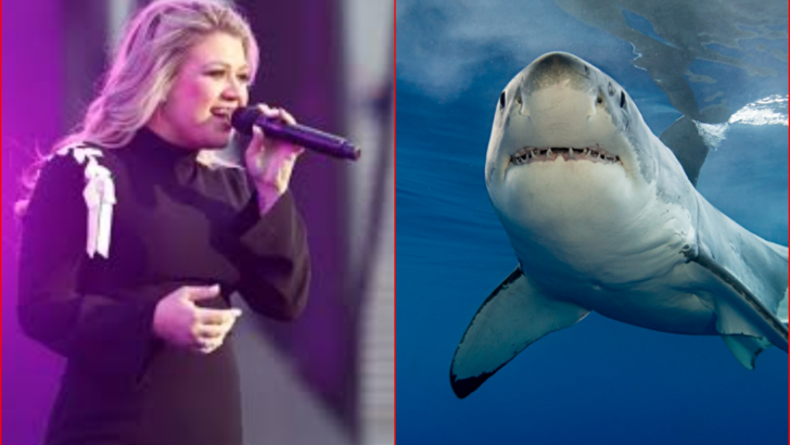Kelly Clarkson Gets Shark Named After Her