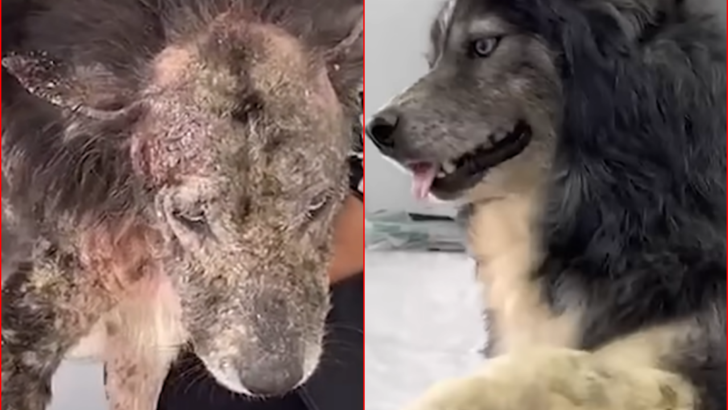 Unwanted Hairless Dog Who Looked Like a Lion Adopts Orphaned Bear Cubs in Heartwarming Cross-Species Miracle