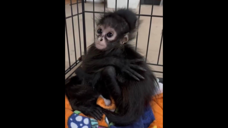 Texas Wildlife Services Rescue Baby Spider Monkeys From Illegal Trade