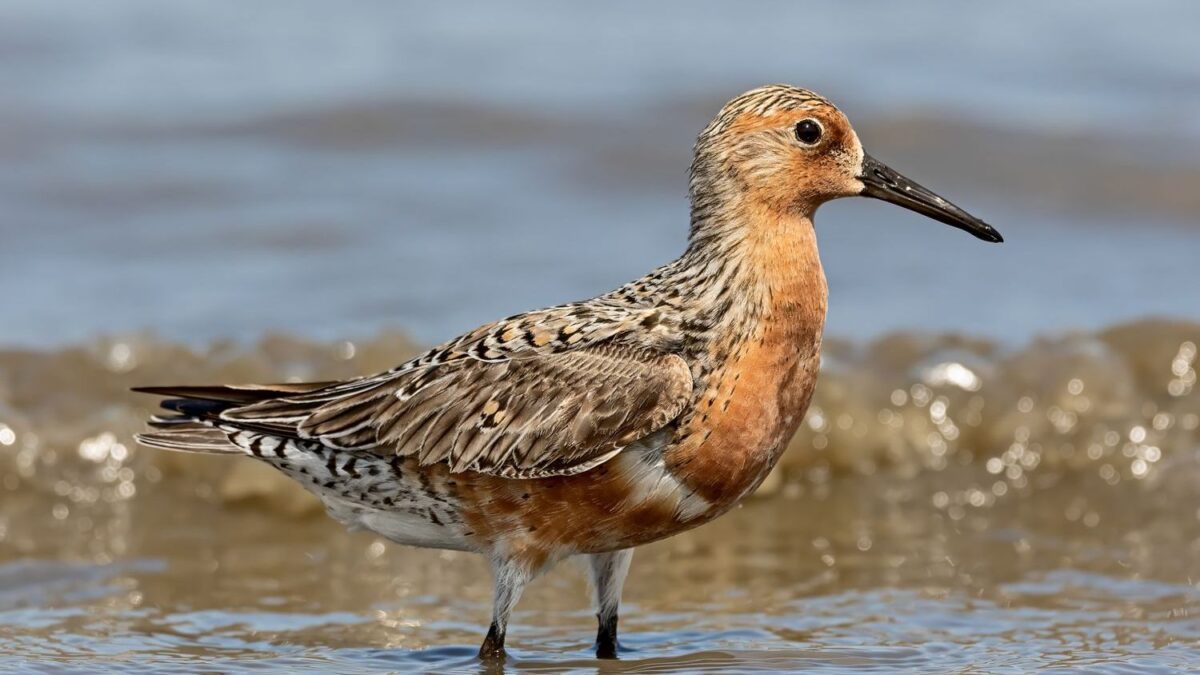 7 Incredible Birds That Journey Thousands of Miles Across America
