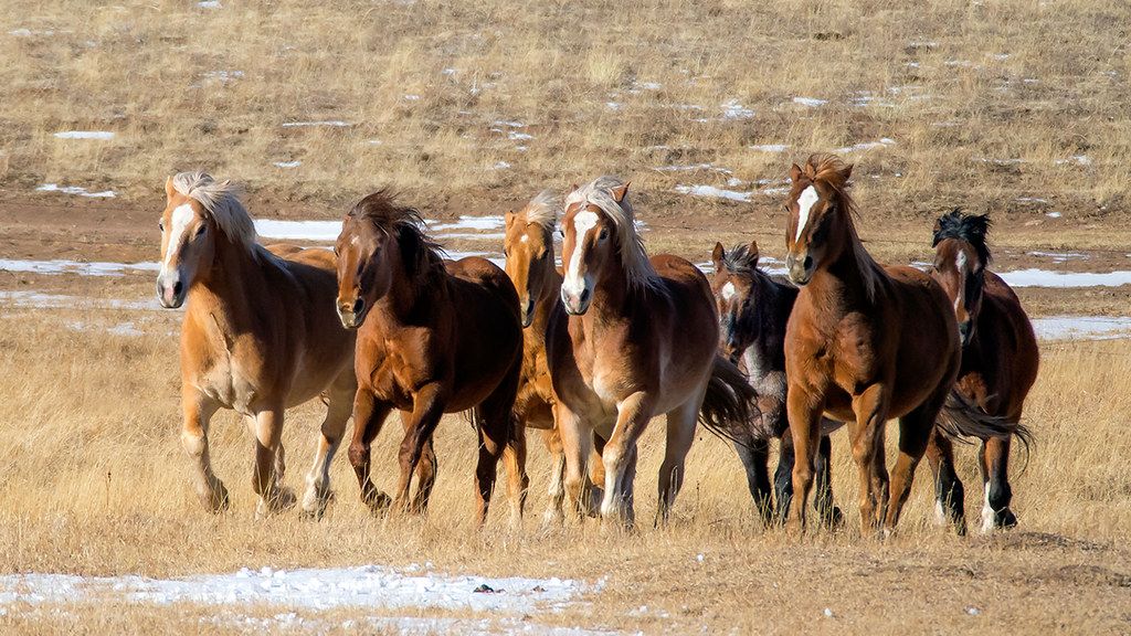 Which Why Some US States Are Becoming Crucial Sanctuaries for Wild Horses