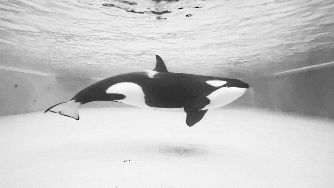 6 Orca Facts That Will Change How You See Killer Whales