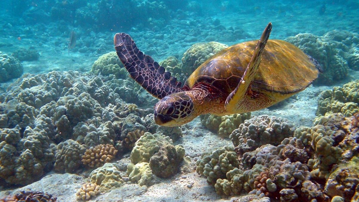 6 Amazing Facts About The Leatherback Sea Turtle: The Most Unique Turtle in The USA
