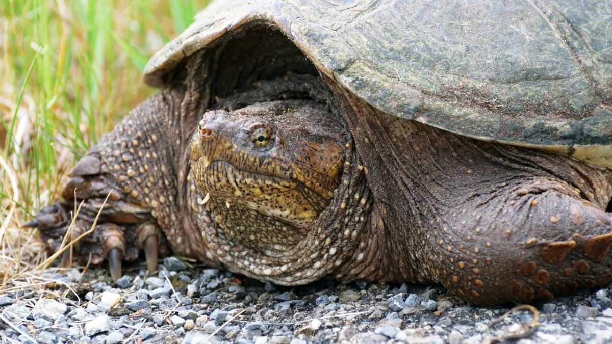 6 Facts About The Alligator Snapping Turtle: The Largest Freshwater Turtle in the USA