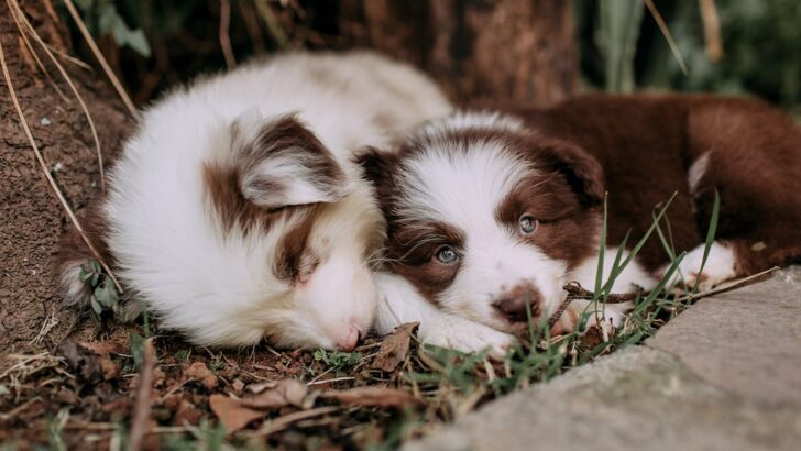 What Puppies Need Most in Their First Weeks