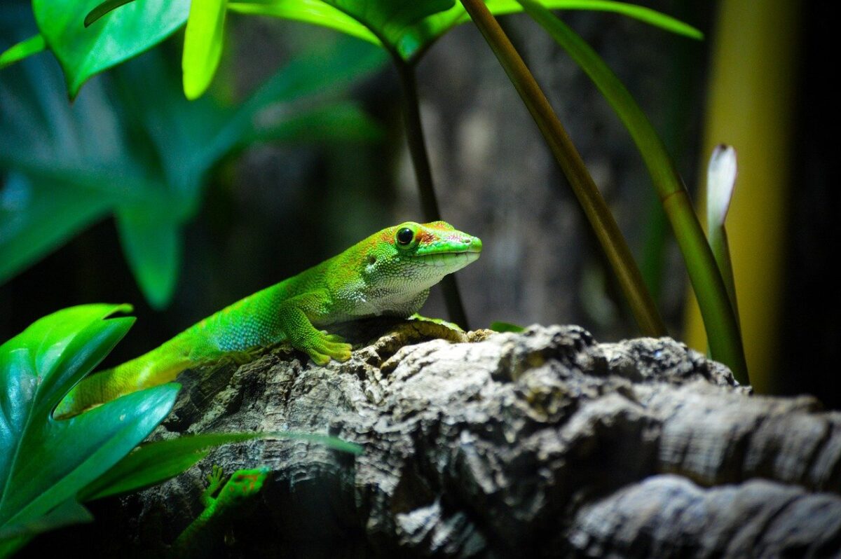 Lighting Up Your Reptile's World: The Ultimate Guide to Tropical Terrarium Illumination