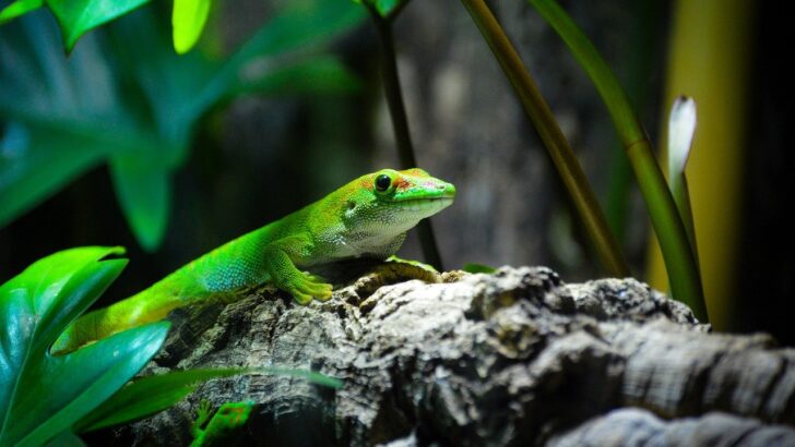 Lighting Essentials Every Tropical Reptile Owner Should Know