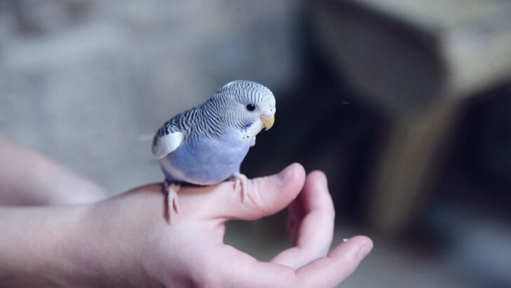 Essential Bird Care Tips to Prevent Stress and Feather Problems