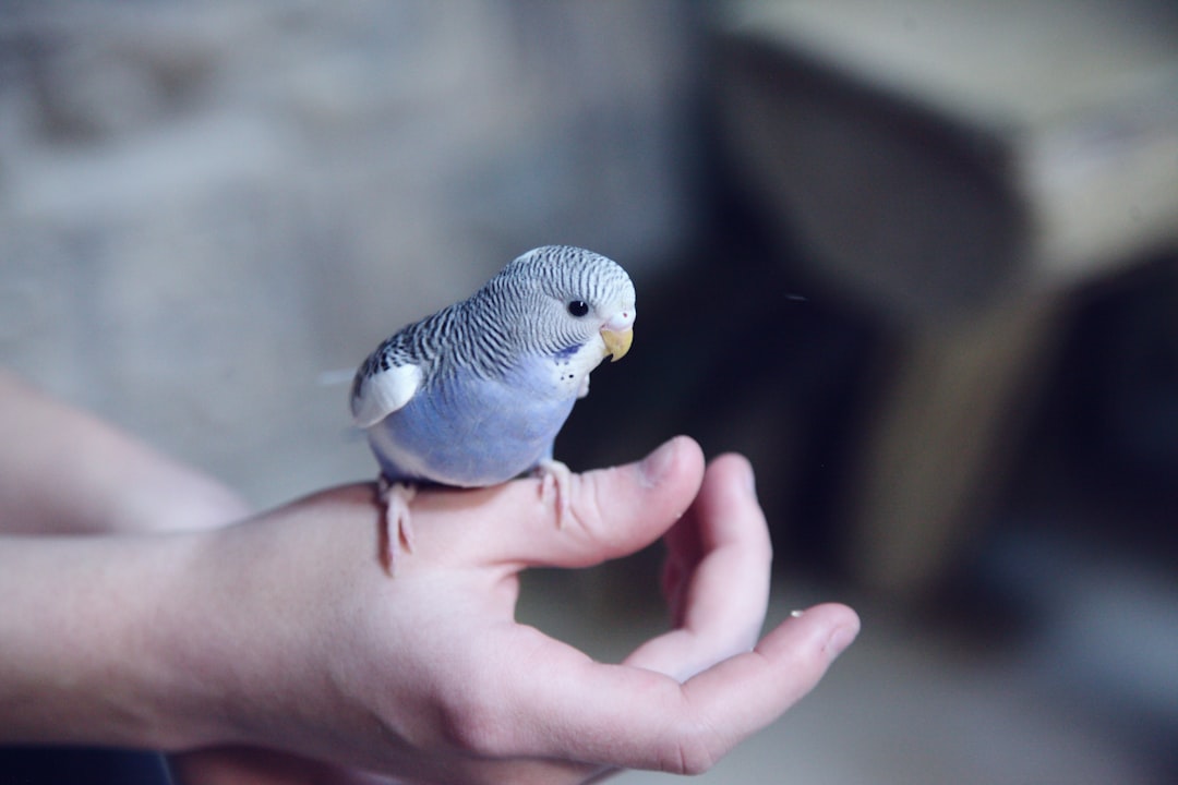 Bird Care Tips That Prevent Common Health Problems Fast