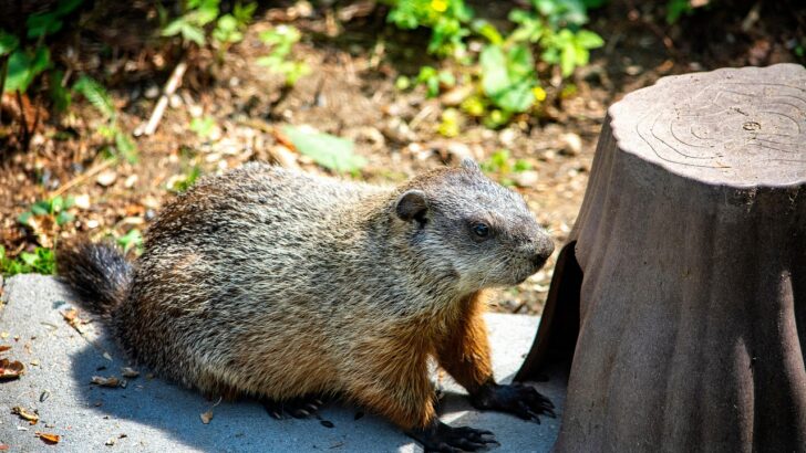 Remarkable Groundhog Facts to Know This Groundhog Day