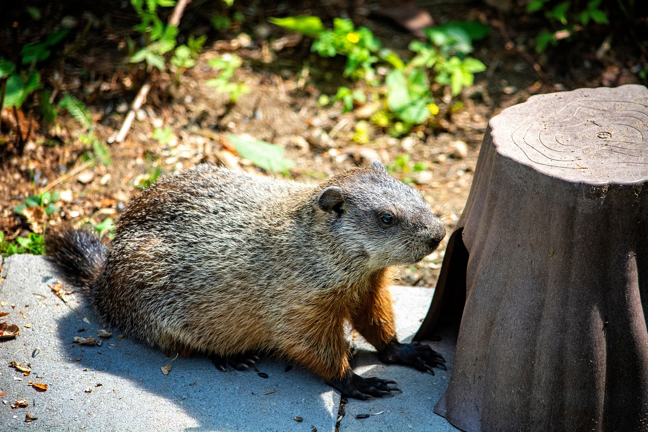 5 Cool Facts about Groundhogs for Groundhog Day!