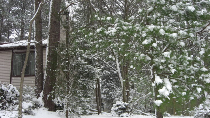 Raleigh’s Modest Snowfall Delights Residents Amid Forecast Uncertainties