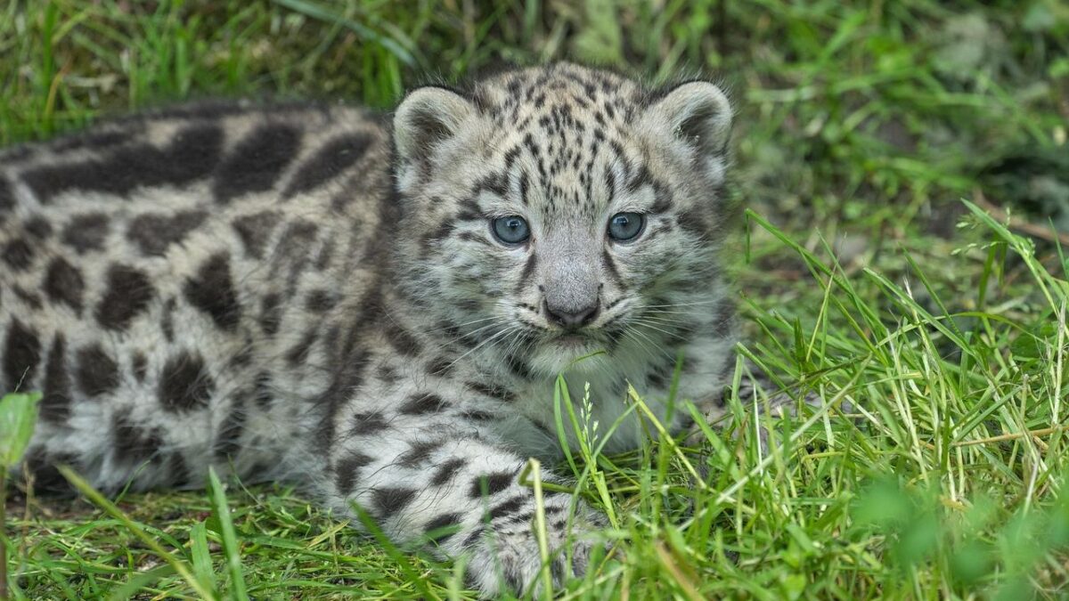 Young Leopard Breaks Solitude to Beg Humans for Mother's Life-Saving Rescue
