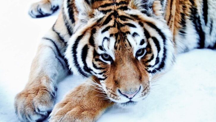 Heroic Villager Rescues Tiger and Cub From Icy Death in Siberia