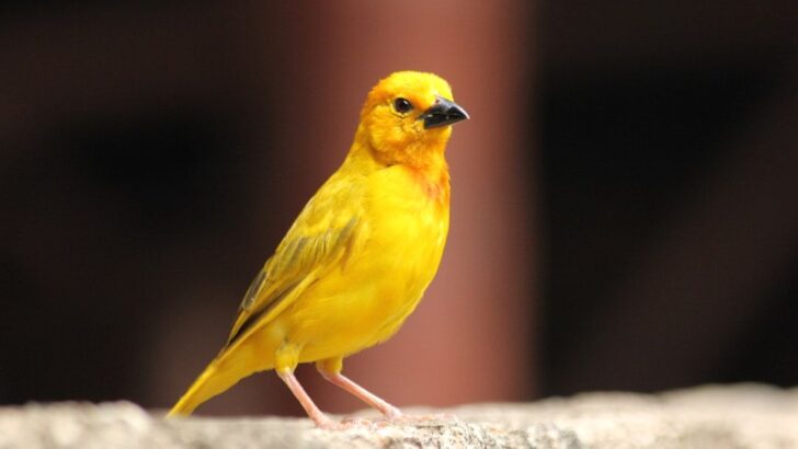 Tiny Stunned Bird Crash-Lands into Office, Sparks Magical Workday Wonder