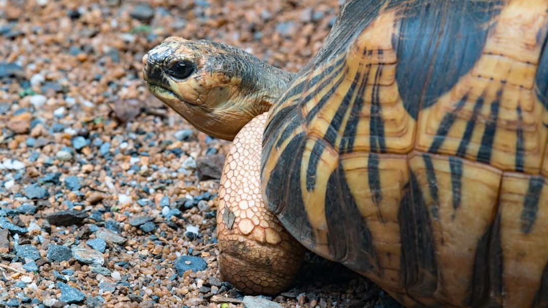 13 Exotic Turtles You Never Knew Existed